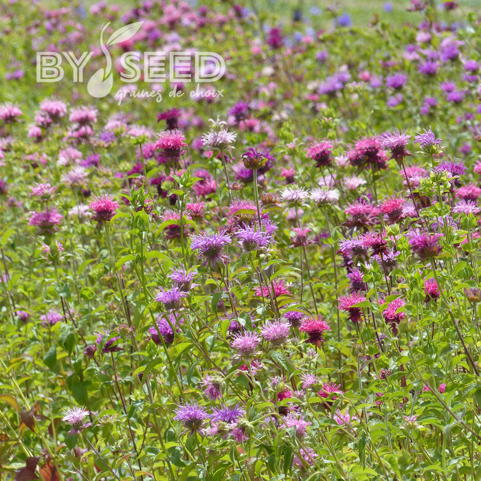 Monarde didyma Milano Mix