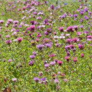 Monarde didyma Milano Mix