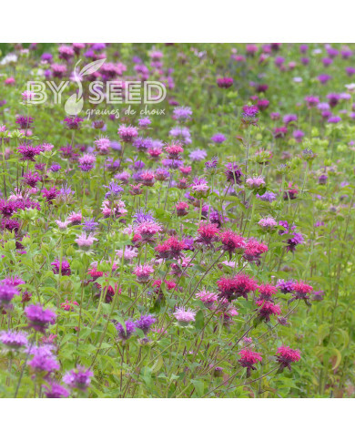 Monarde didyma Milano Mix