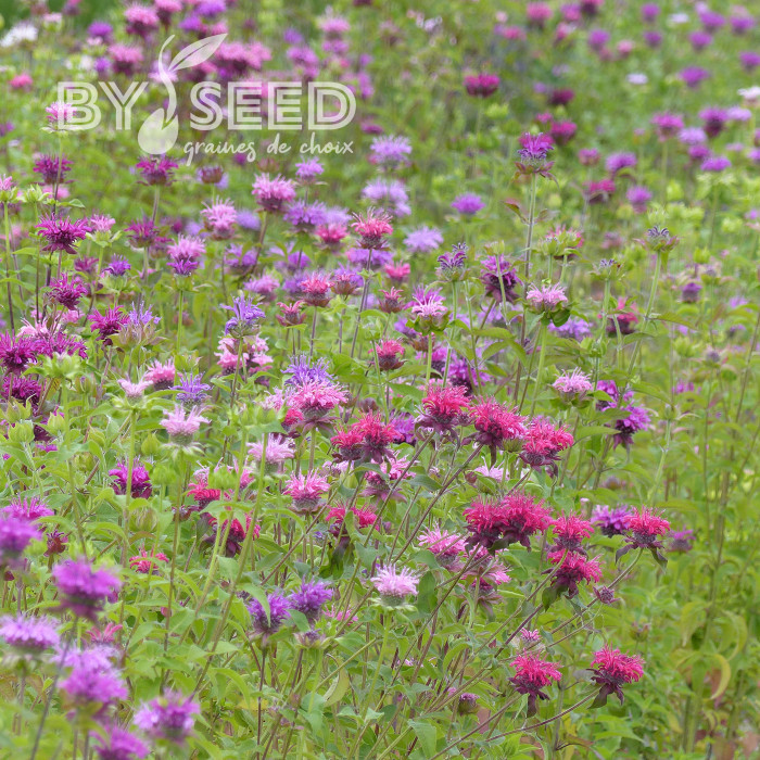 Monarde didyma Milano Mix