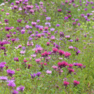 Monarde didyma Milano Mix
