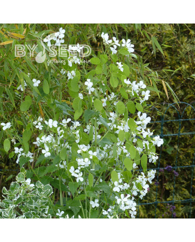 Monnaie-du-pape Alba