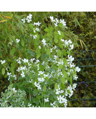 Marguerite des Prés Maikonigin, Reine de Mai