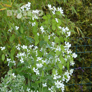 Monnaie-du-pape Alba