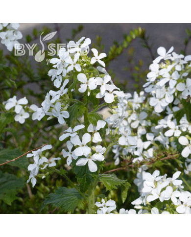 Monnaie-du-pape Alba