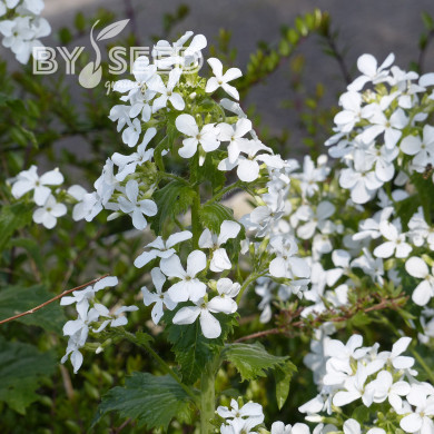 Monnaie-du-pape Alba