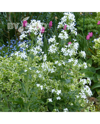 Monnaie-du-pape Alba