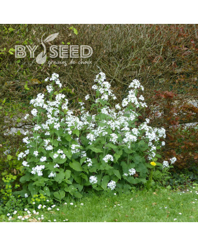 Monnaie-du-pape Alba