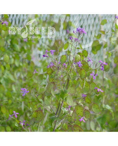 Monnaie-du-pape Violette