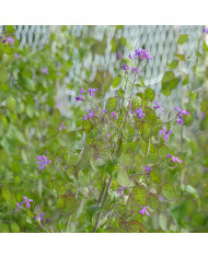 Pois de senteur Cupani