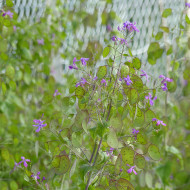 Monnaie-du-pape Violette