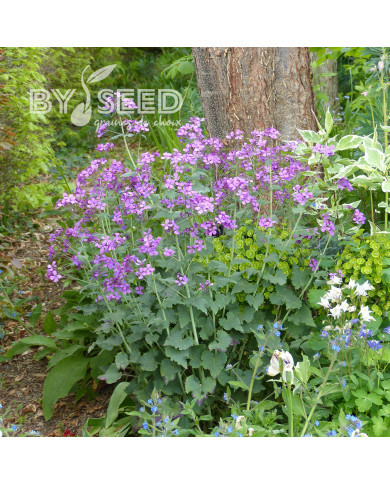 Monnaie-du-pape Violette