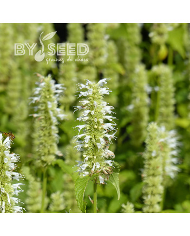 Agastache rugosa Alabaster