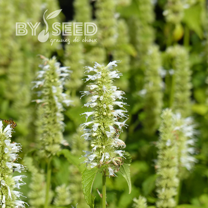 Agastache rugosa Alabaster