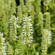 Agastache rugosa Alabaster