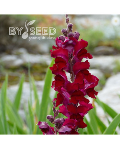 Muflier Black Prince