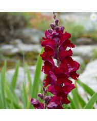 Muflier braun-blanquetii