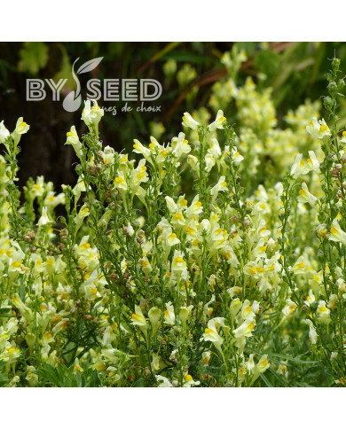 Muflier braun-blanquetii