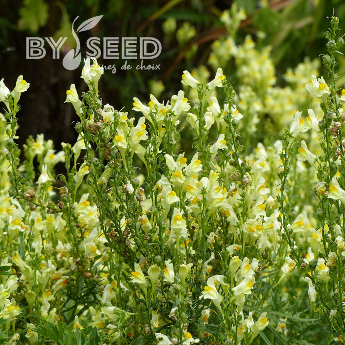 Muflier braun-blanquetii