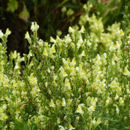 Muflier braun-blanquetii