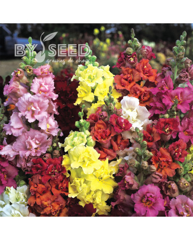 Muflier F1 double Madame Butterfly Mix