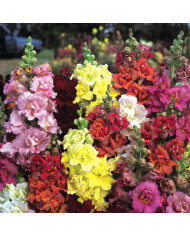 Muflier braun-blanquetii