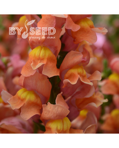 Muflier F1 Rocket Bronze