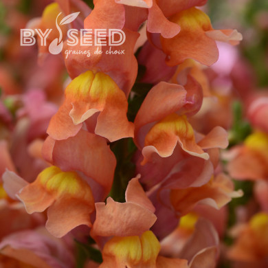 Muflier F1 Rocket Bronze