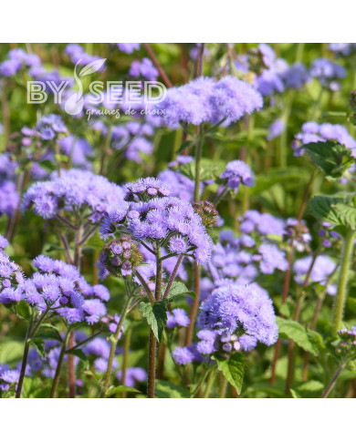 Agératum haut QIS® Bouquet Blue