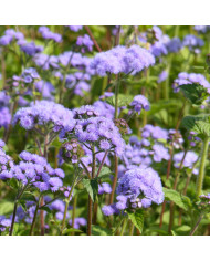 Agératum haut Timeless Mix