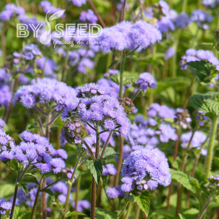 Agératum haut QIS® Bouquet Blue