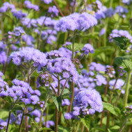 Agératum haut QIS® Bouquet Blue