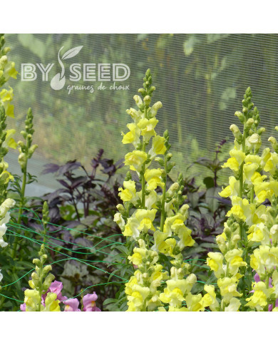 Muflier F1 Rocket Gold