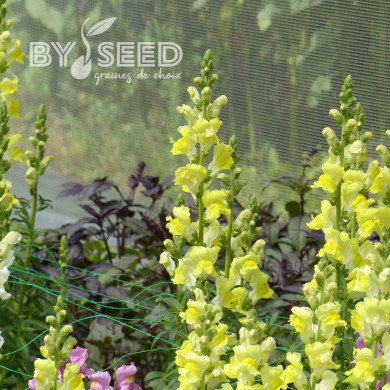 Muflier F1 Rocket Gold