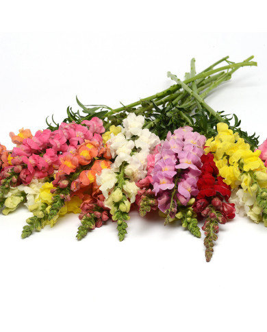 Muflier F1 Rocket Mix