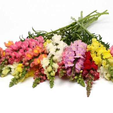 Muflier F1 Rocket Mix