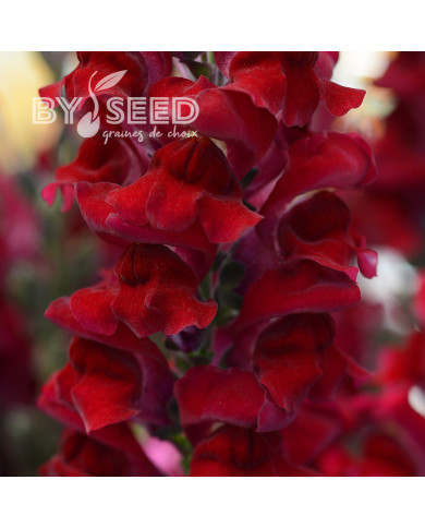 Muflier F1 Rocket Red