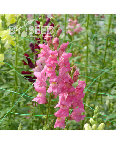 Muflier F1 Rocket Rose Shades