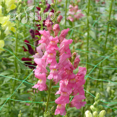 Muflier F1 Rocket Rose Shades