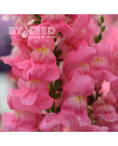 Muflier F1 Rocket Rose Shades