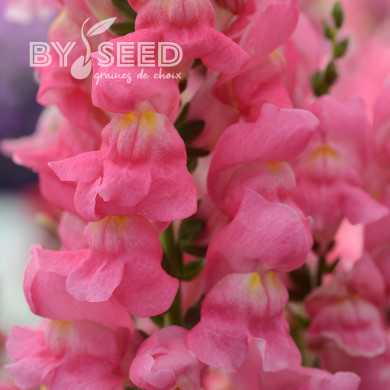 Muflier F1 Rocket Rose Shades