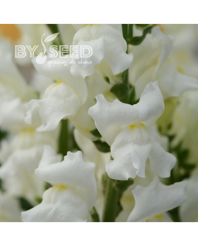 Muflier F1 Rocket White