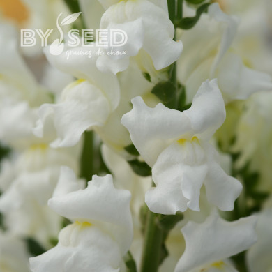 Muflier F1 Rocket White