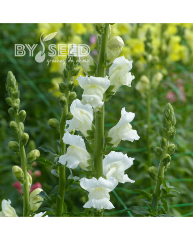 Muflier F1 Rocket White