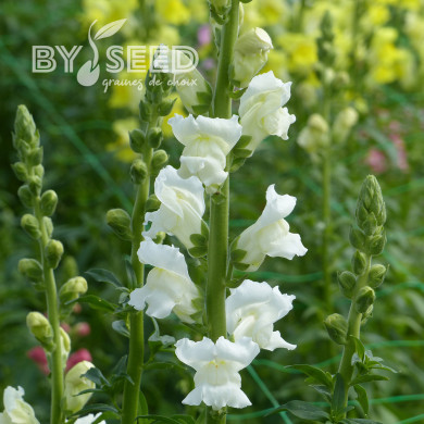 Muflier F1 Rocket White