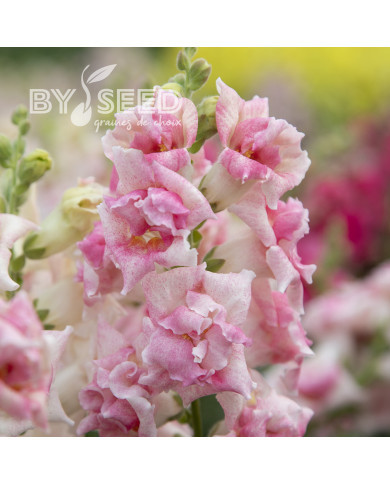 Muflier F1 Sweet Duet Appleblossom