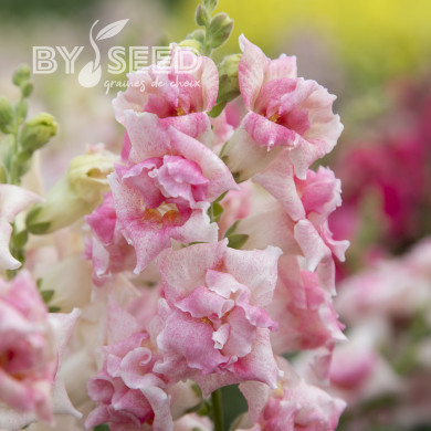 Muflier F1 Sweet Duet Appleblossom