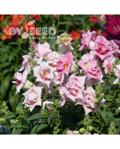 Muflier F1 Sweet Duet Appleblossom