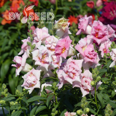 Muflier F1 Sweet Duet Appleblossom