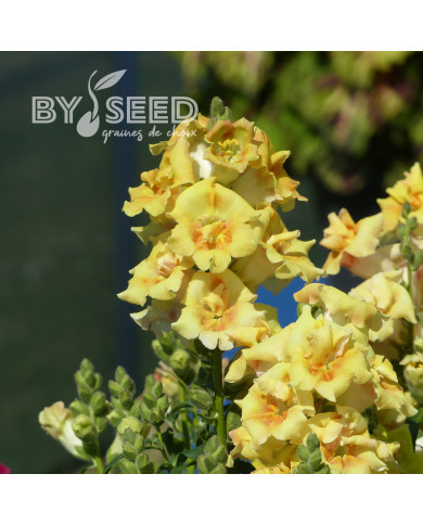 Muflier F1 Sweet Duet Citrus